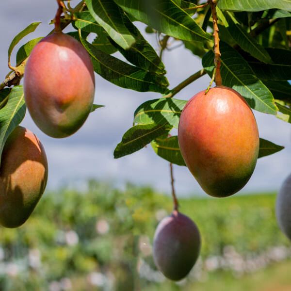 Mangas da fazenda Agrodan, parceira certificada Rainforest Alliance