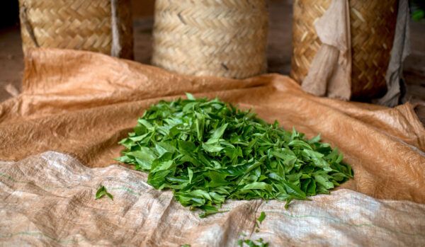 tea leaves on a brown cloth